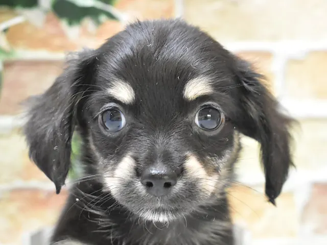 静岡県のハーフ犬・ミックス犬 (ペッツワン沼津店/2025年2月27日生まれ/男の子/ブラックタン)の子犬